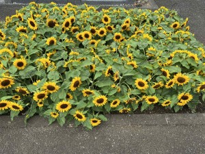 208795ef-e997-46d8-833a-79e80cb254f4